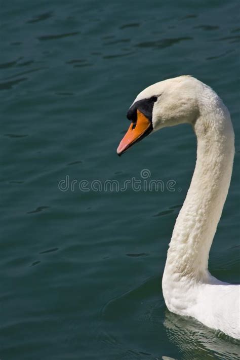 229 Lugano Swan Photos   Free & Royalty Free Stock Photos ...