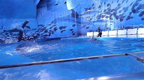 23/07/2015 espectáculo de delfines  Zoo de Barcelona ...