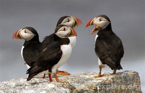 23 best Puffins images on Pinterest | Bird watching, Ducks ...