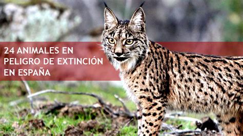 24 Animales en peligro de extinción en España | La Espiga ...