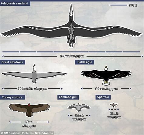 24 Foot Wingspan Of The World s Biggest Bird Ever That Flew