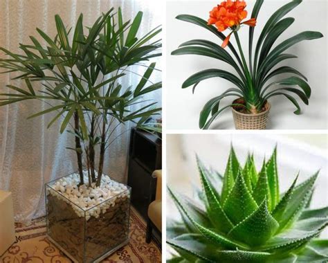 24 plantas perfeitas para decorar o interior da sua casa ...