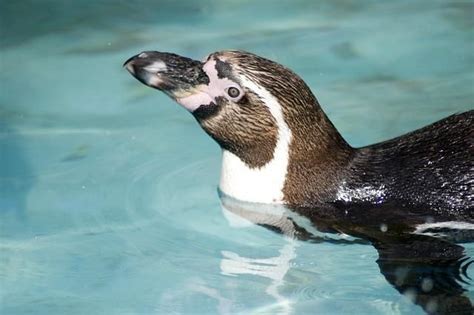 +25 Animales de la Costa Peruana   Nombres y Fotos | Animals, Penguins ...