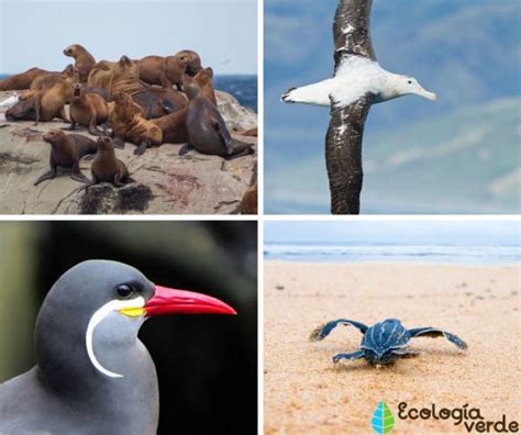 +25 Animales de la Costa Peruana   Nombres y Fotos