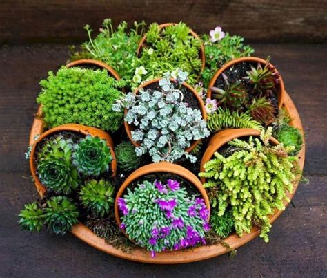 25 asombrosas ideas de jardín suculentas para una ...