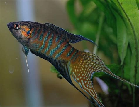 25 Awesome Cold Water Fish for Freshwater Aquariums  With ...