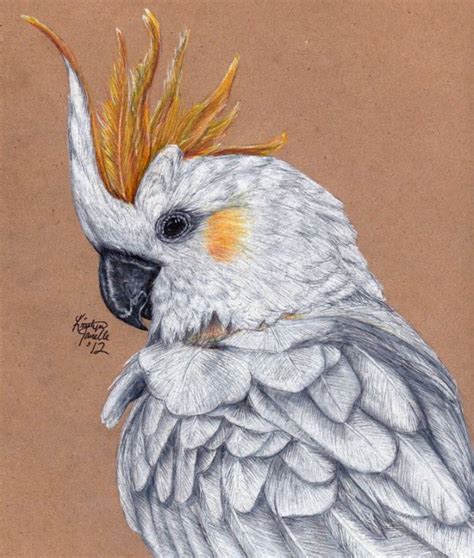 25 Best Bird Drawings For Your Inspiration! Fine Art and You