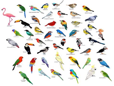 25 Different Types of Birds Names List and Pictures
