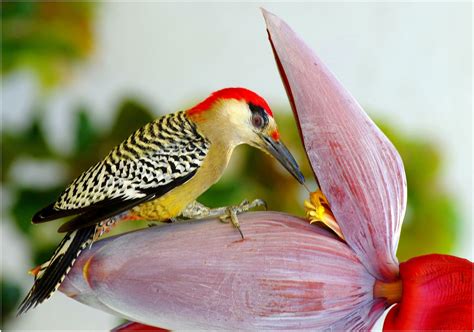 25 Espléndidas Fotografías de Pájaros  Que tú Mismo ...