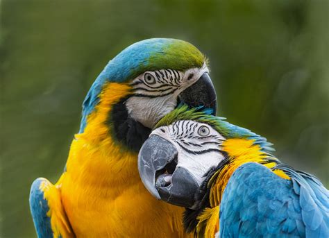 25 Espléndidas Fotografías de Pájaros  Que tú Mismo ...