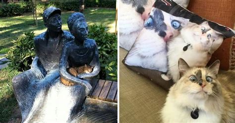 25 Imágenes que demuestran que los gatos son las criaturas más extrañas ...