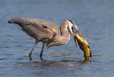 25 impresionantes fotografías de aves cazando su alimento   Imágenes ...
