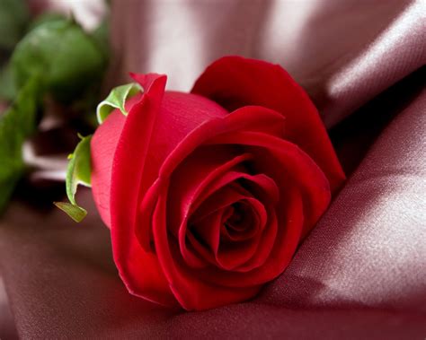 25+ Lovely and Beautiful Red Rose Pictures For Valentines ...