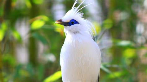 25 Most Beautiful Birds In The World Pictures