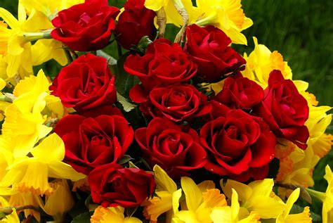 25 Nice and Beautiful Red Rose Pictures  DesignBump