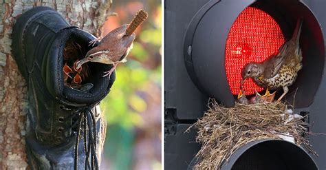 25 nidos de aves hechos en los lugares más raros e insólitos