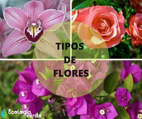 +25 TIPOS de FLORES   Clases, Nombres y Fotos | Tipos de flores, Flores ...