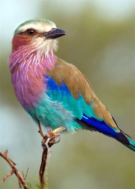 26 de las aves más coloridas del mundo y dónde encontrarlas ...