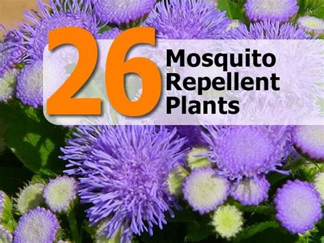 26 Mosquito Repellent Plants