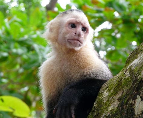 27+ List Different Types of Monkeys Facts and Information | Capuchin ...
