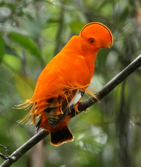 28 Exquisite Exotic Birds You Have To See With Your Own Eyes