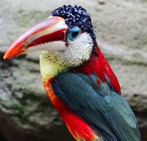 28 Exquisite Exotic Birds You Have To See With Your Own Eyes