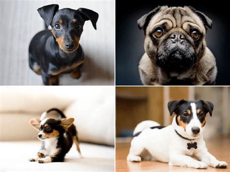 28 Razas de Perros Pequeños con sus Fotos y ...