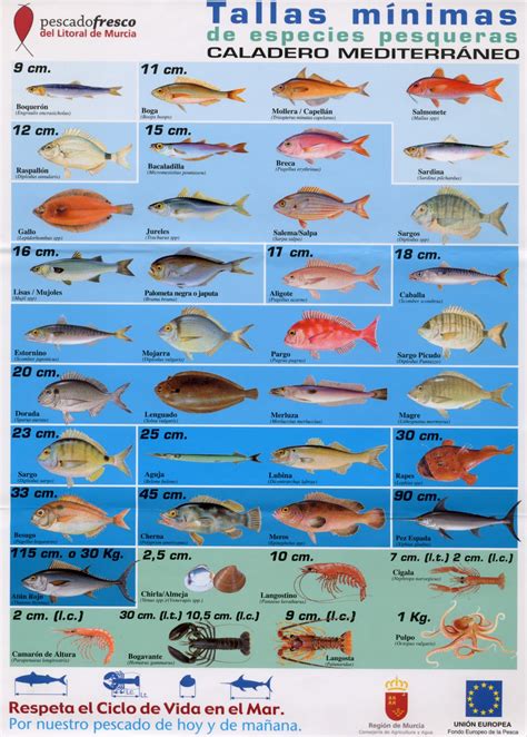 2pcpi Pesca: imagenes de especies en el mediterraneo