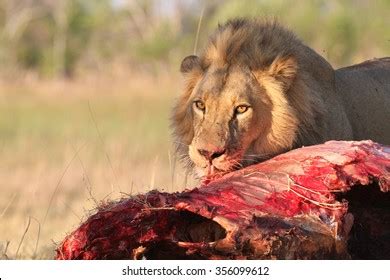 3.010 Lion eating meat Gambar, Foto Stok & Vektor | Shutterstock