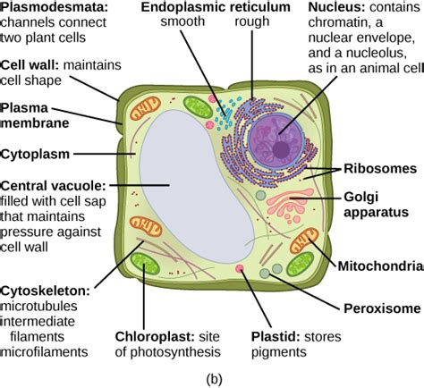 3.3 Eukaryotic Cells – Concepts of Biology – 1st Canadian ...