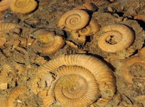 3.5 billion year old  horribly smelly  fossil found in Australia is ...