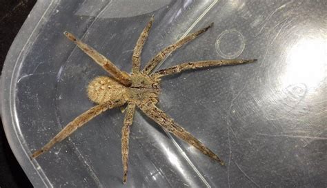3 curiosidades sobre  la araña más venenosa del mundo  que ...