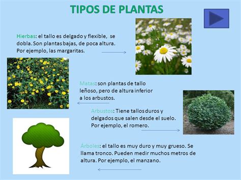 3º DE PRIMARIA Las plantas.   ppt video online descargar