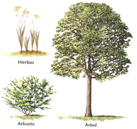 3 Ejemplos De Hierbas Arbustos Y Arboles   Colección de ...