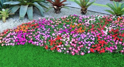 3 Flores para Ter Um Jardim Florido o Ano Inteiro | Blog ...