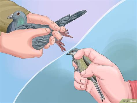 3 formas de atrapar un pájaro en tu patio trasero