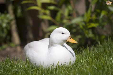 3 Gorgeous Domestic Duck Breeds To Keep in a Garden ...