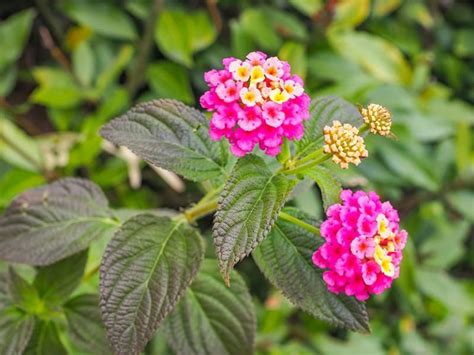 3 increíbles tipos de flores de Lantana