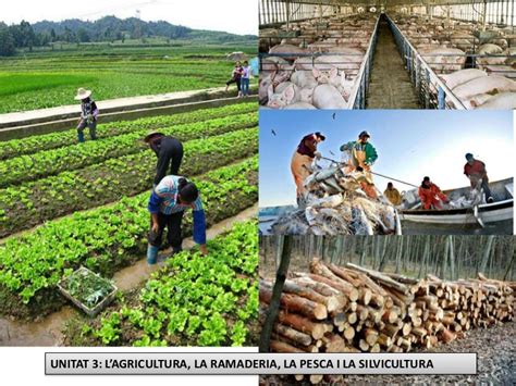 3. l agricultura, la ramaderia, la pesca i la silvicultura
