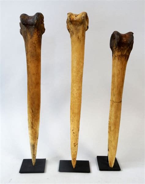 3 long headhunter daggers of casuari leg   Asmat   West ...