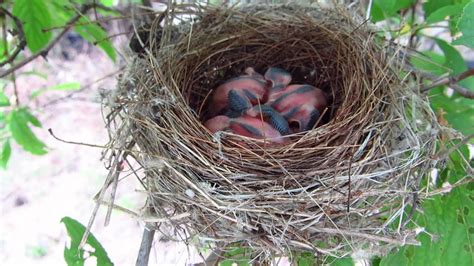3 pájaros recién nacidos en su nido   YouTube