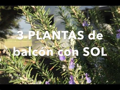 3 plantas para balcón con SOL   YouTube