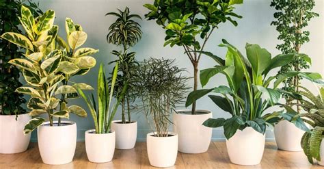 3 plantas que hacen vibrar tu hogar de forma positiva y no ...