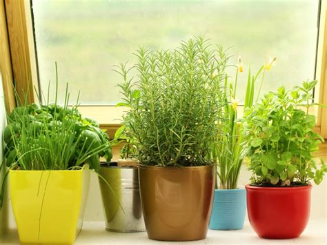 3 plantas que puedes cultivar en macetas pequeñas