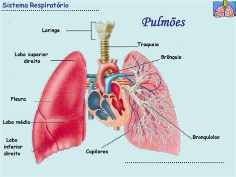 3 sistema respiratorio pdf