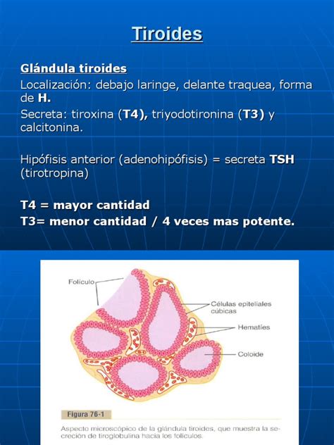 3.Tiroides 3  1  | Hormona estimulante de la tiroides ...