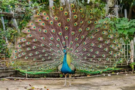 3 Types of Peacocks  Plus Interesting Facts