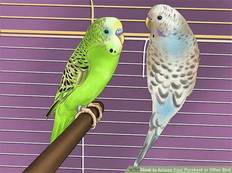 3 Ways to Amuse Your Parakeet or Other Bird   wikiHow