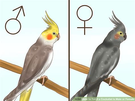 3 Ways to Tell if a Cockatiel Is Male or Female   wikiHow