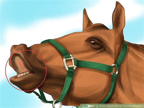 3 Ways to Understand Horse Communication   wikiHow